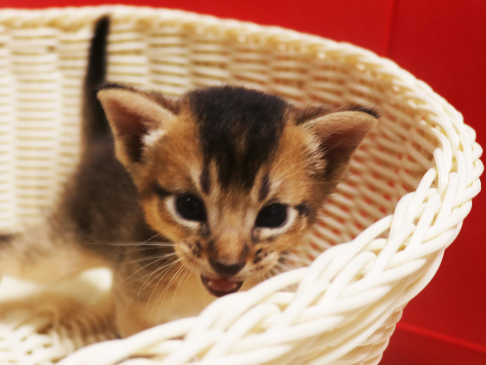 アビシニアンの子猫画像