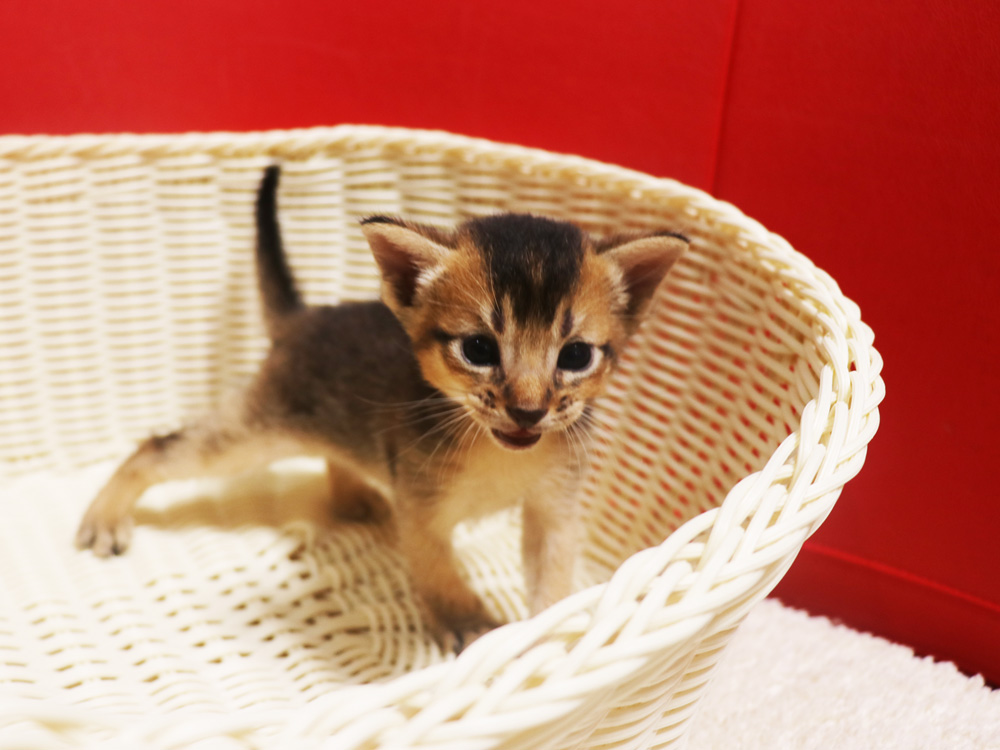 アビシニアンの子猫画像