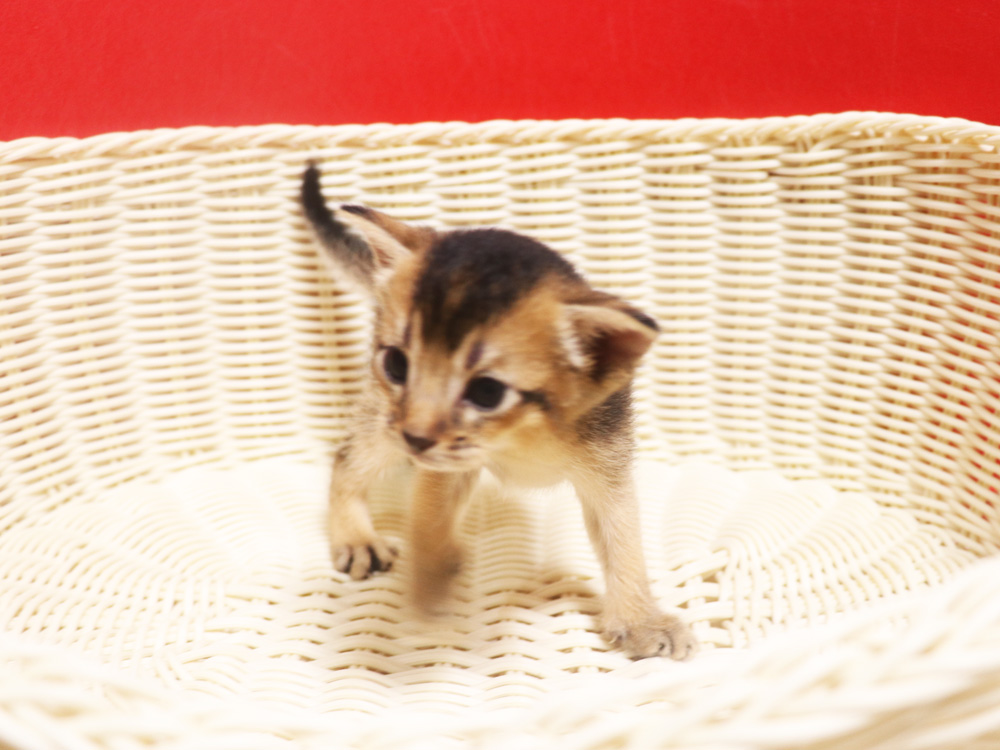 アビシニアンの子猫画像