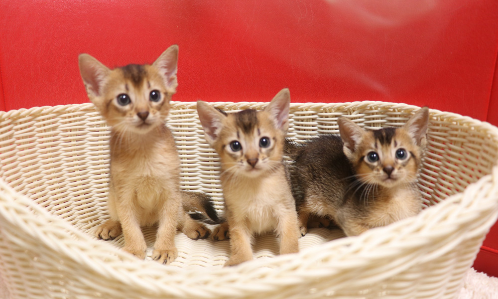 アビシニアンの子猫画像