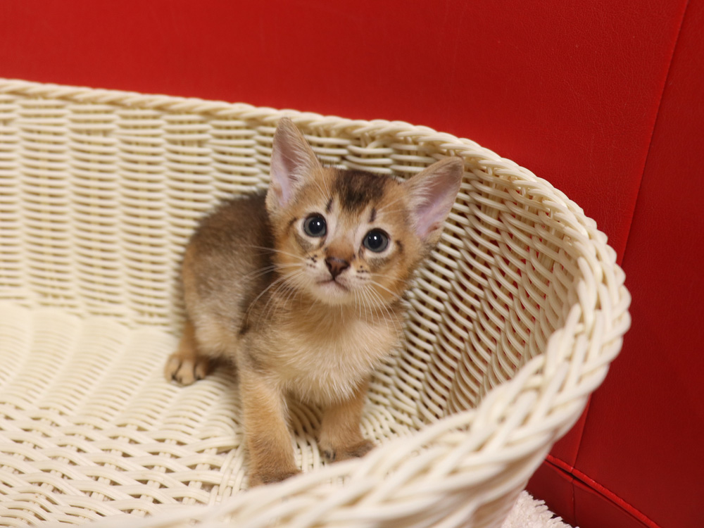 アビシニアンの子猫画像