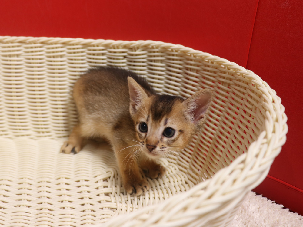 アビシニアンの子猫画像
