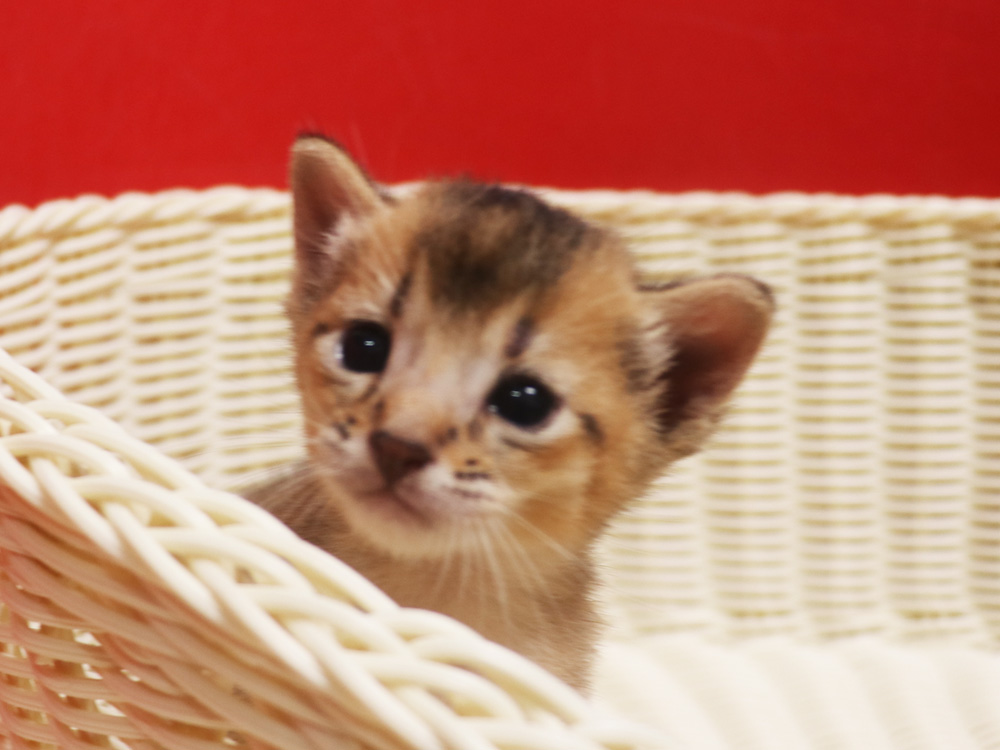 アビシニアンの子猫画像