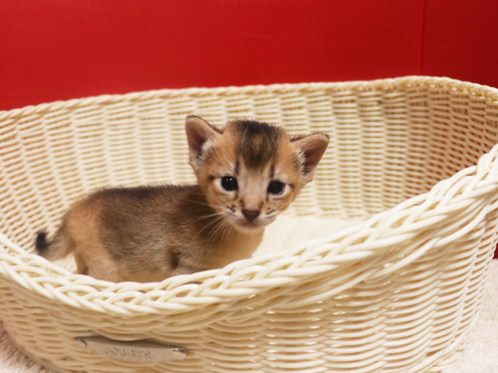 アビシニアンの子猫画像