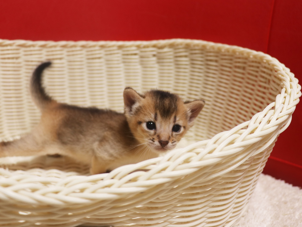 アビシニアンの子猫画像