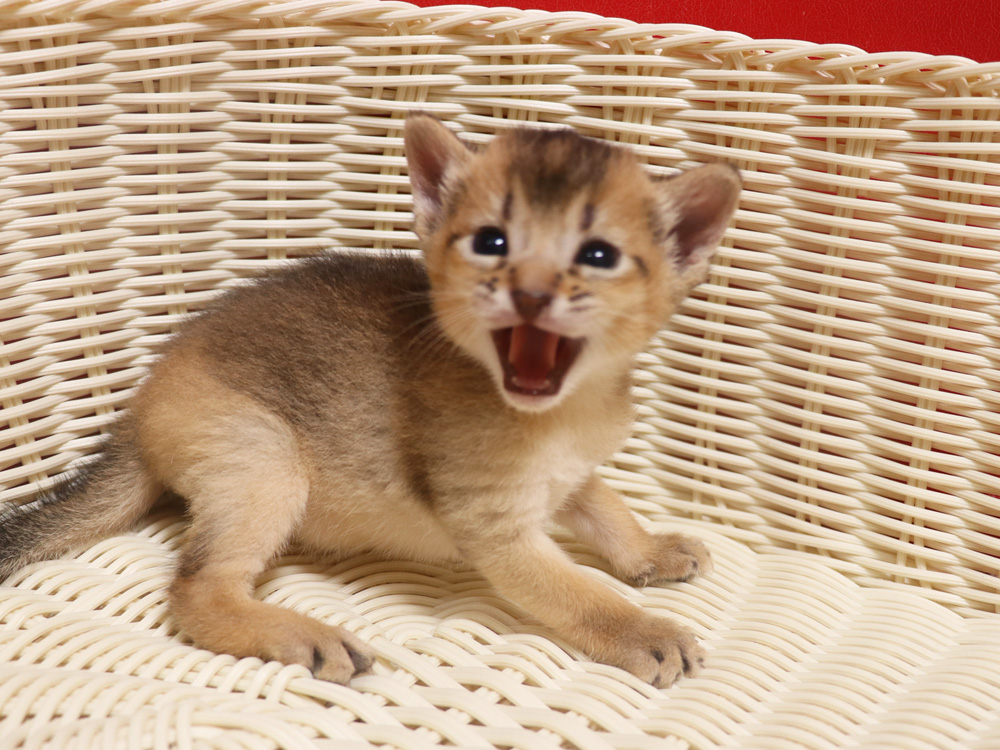 アビシニアンの子猫画像