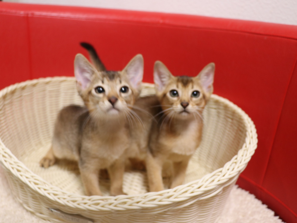 アビシニアンの子猫画像