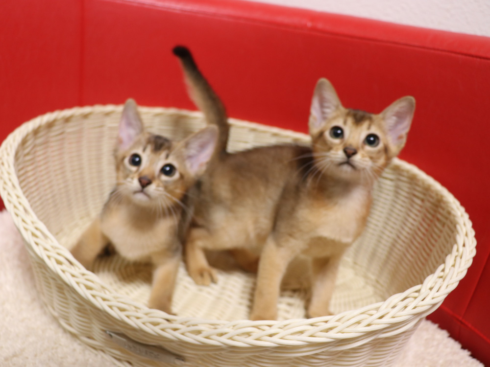 アビシニアンの子猫画像