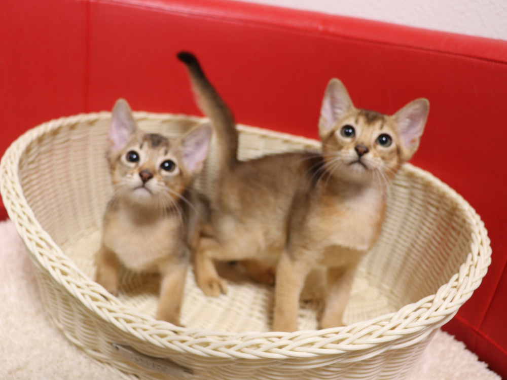 アビシニアンの子猫画像