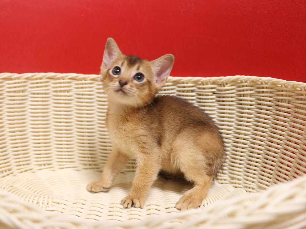 アビシニアンの子猫画像