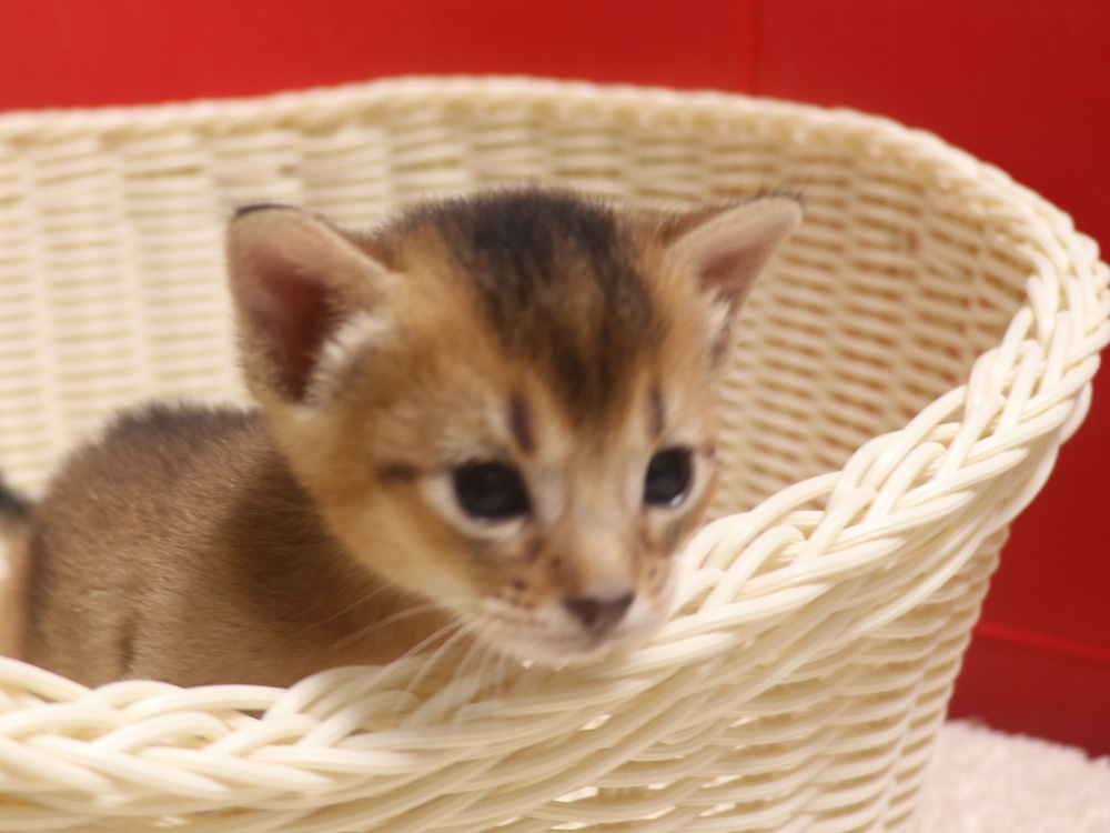 アビシニアンの子猫画像