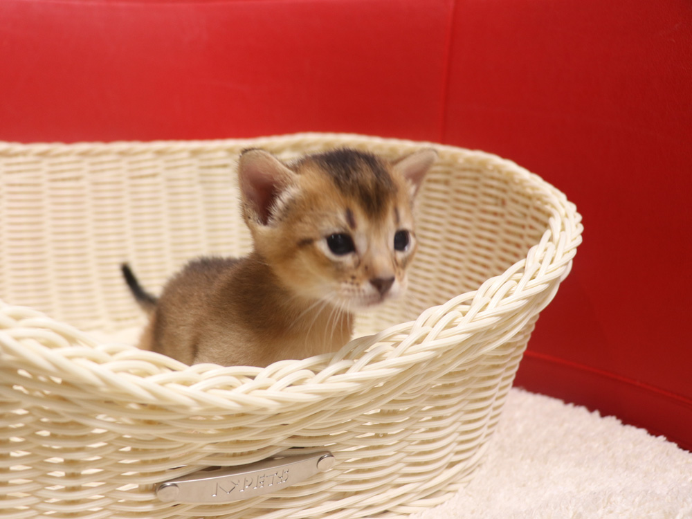 アビシニアンの子猫画像