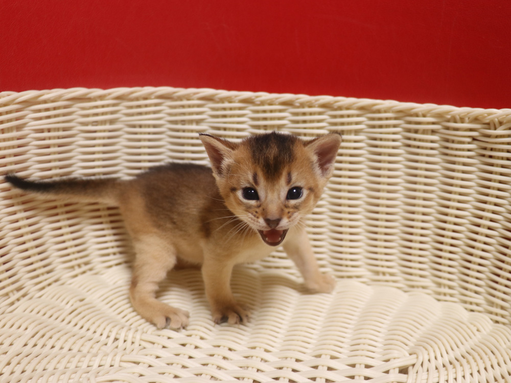 アビシニアンの子猫画像