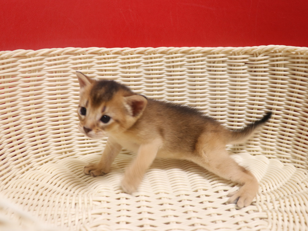 アビシニアンの子猫画像