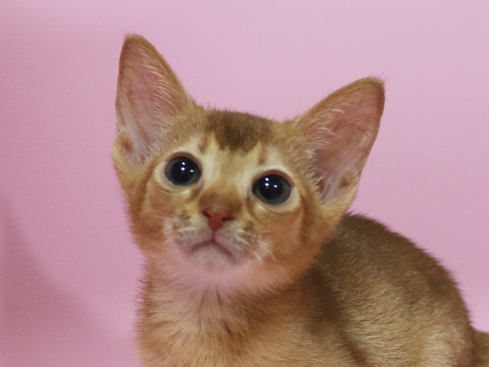 アビシニアンの子猫画像