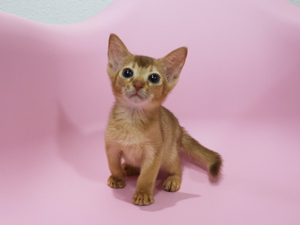 アビシニアンの子猫画像