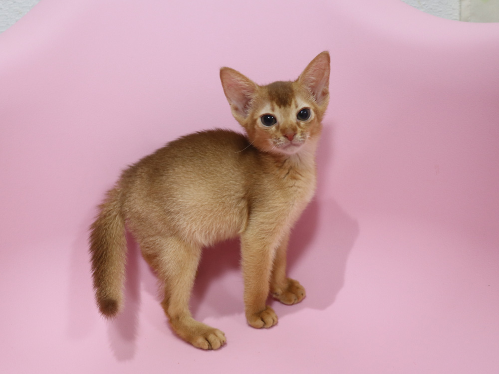 アビシニアンの子猫画像
