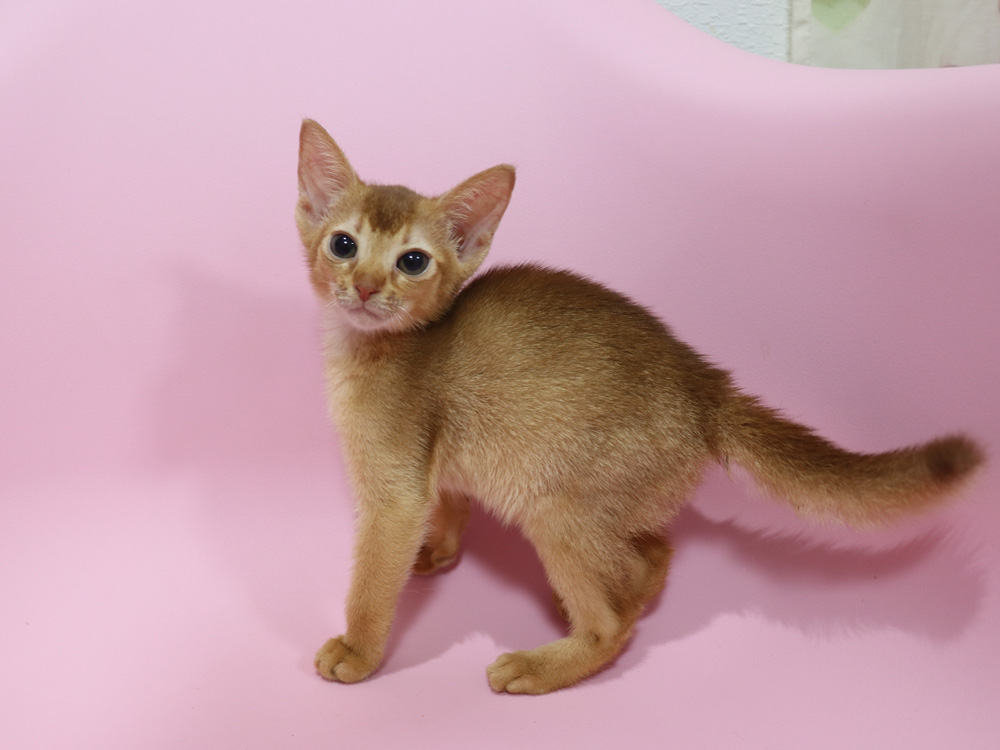 アビシニアンの子猫画像