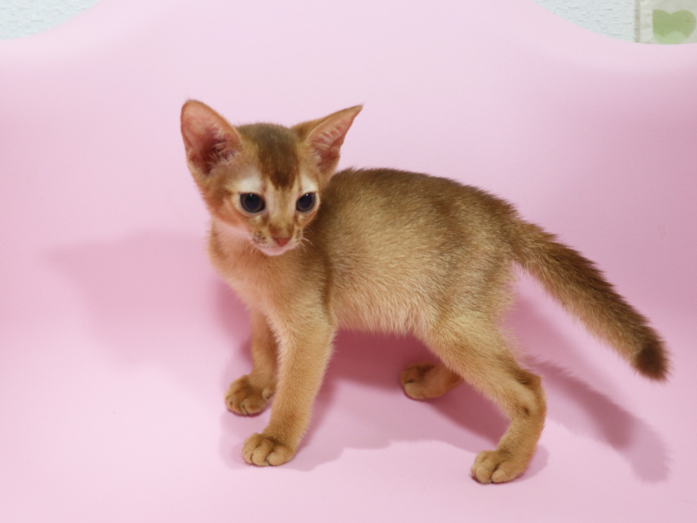 アビシニアンの子猫画像