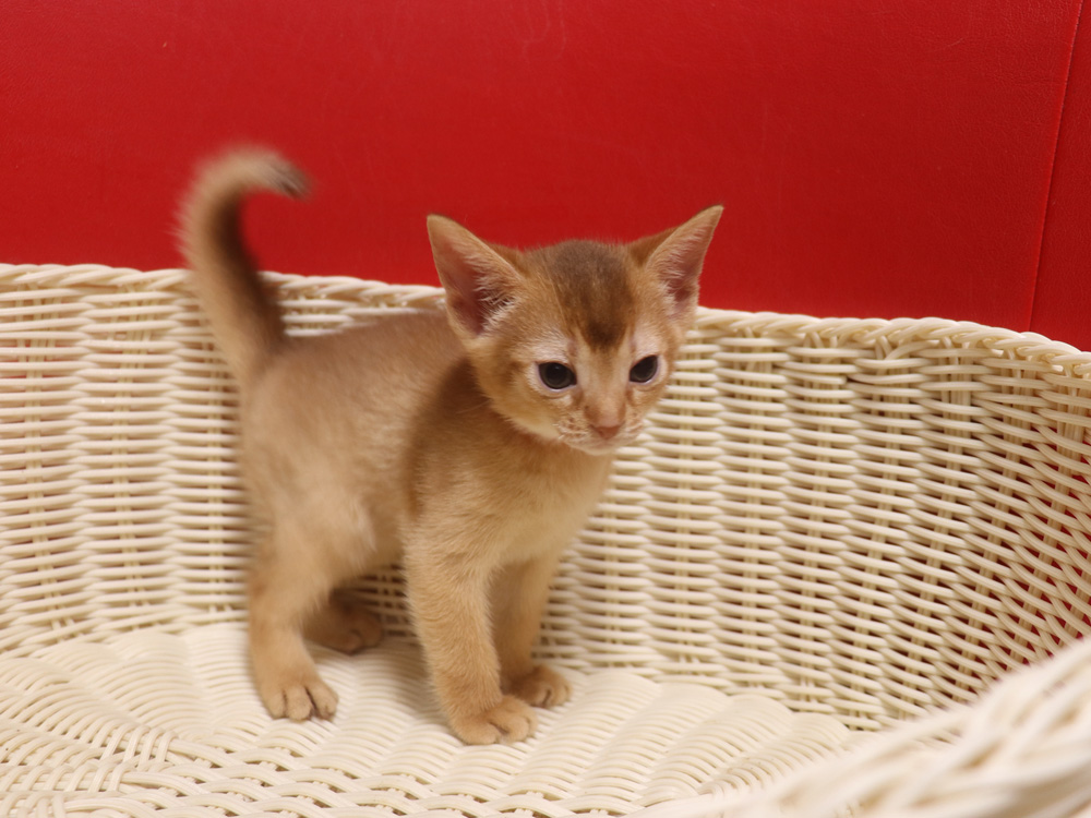 アビシニアンの子猫画像