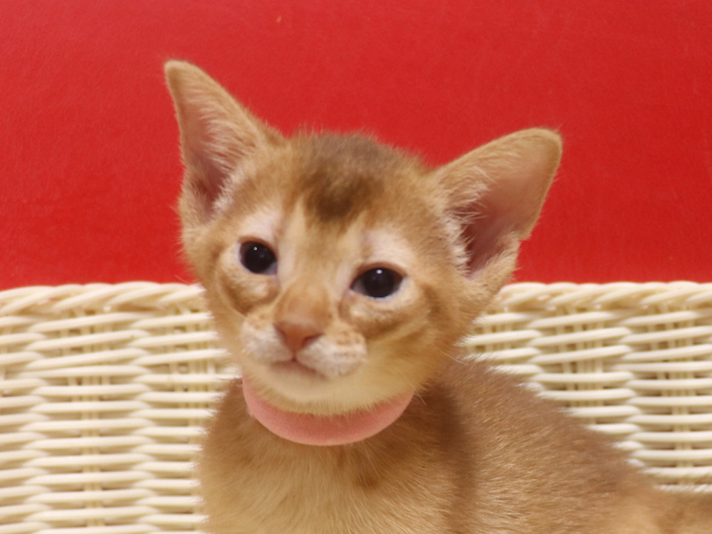 アビシニアンの子猫画像