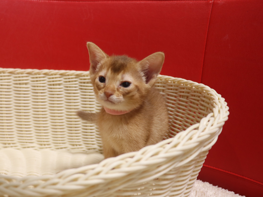 アビシニアンの子猫画像