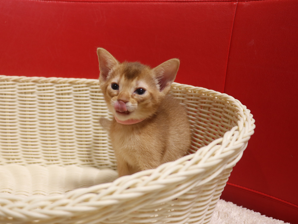 アビシニアンの子猫画像