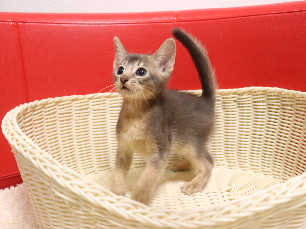 アビシニアンの子猫画像