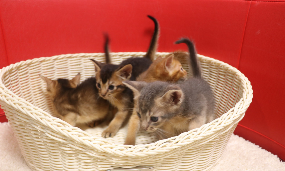 アビシニアンの子猫画像
