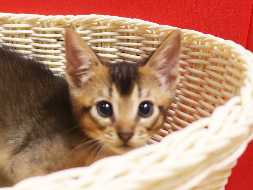 アビシニアンの子猫画像