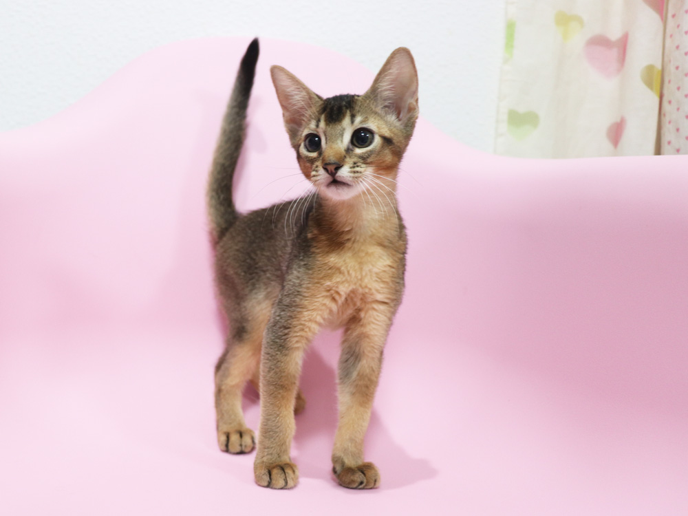 アビシニアンの子猫画像