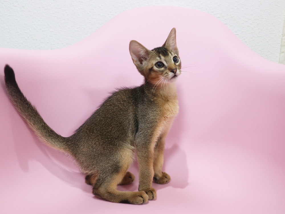 アビシニアンの子猫画像