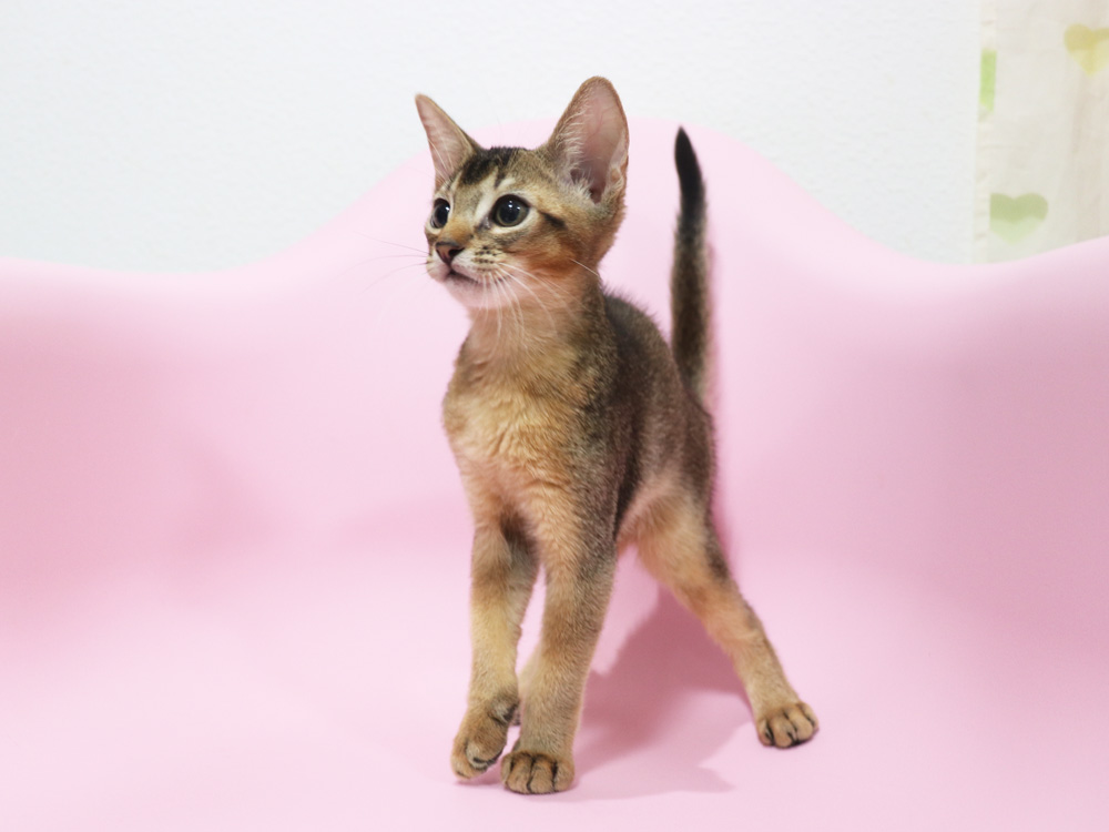 アビシニアンの子猫画像