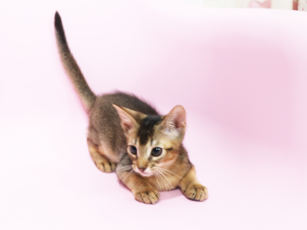 アビシニアンの子猫画像