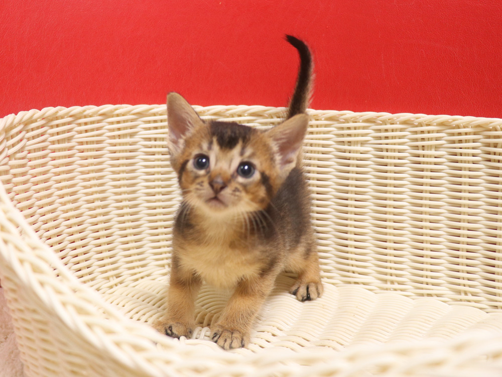 アビシニアンの子猫画像