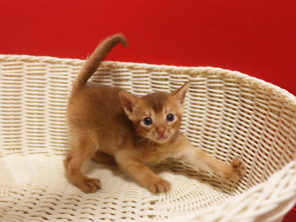 アビシニアンの子猫画像