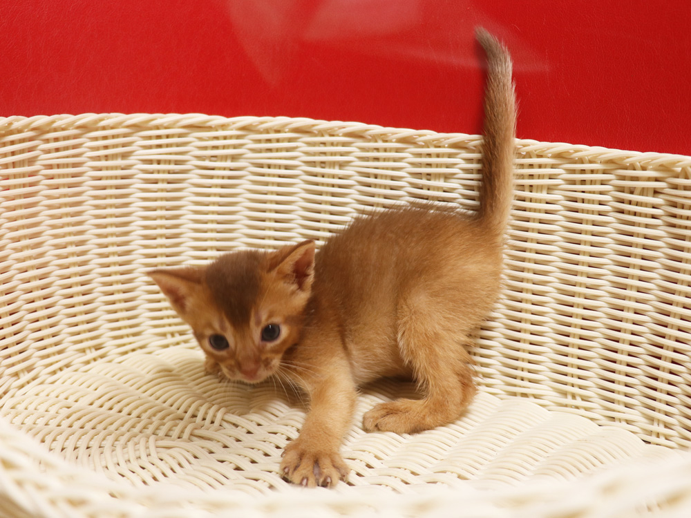 アビシニアンの子猫画像