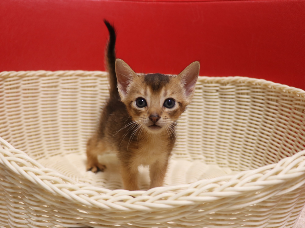 アビシニアンの子猫画像