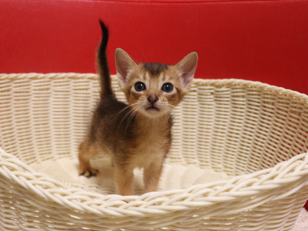 アビシニアンの子猫画像