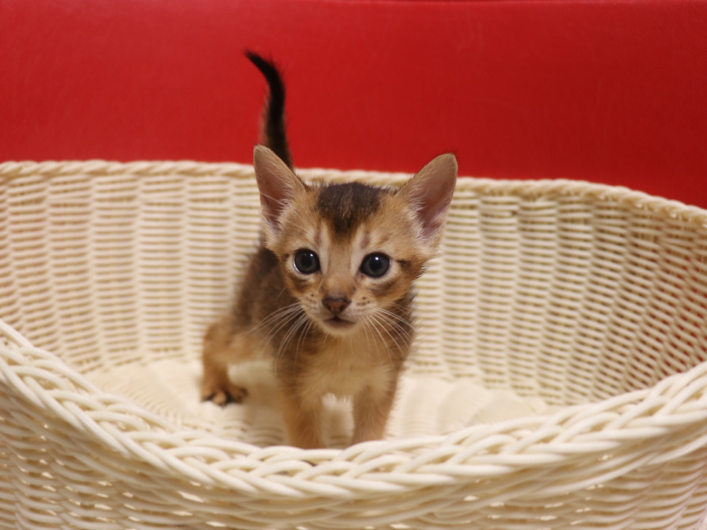 アビシニアンの子猫画像