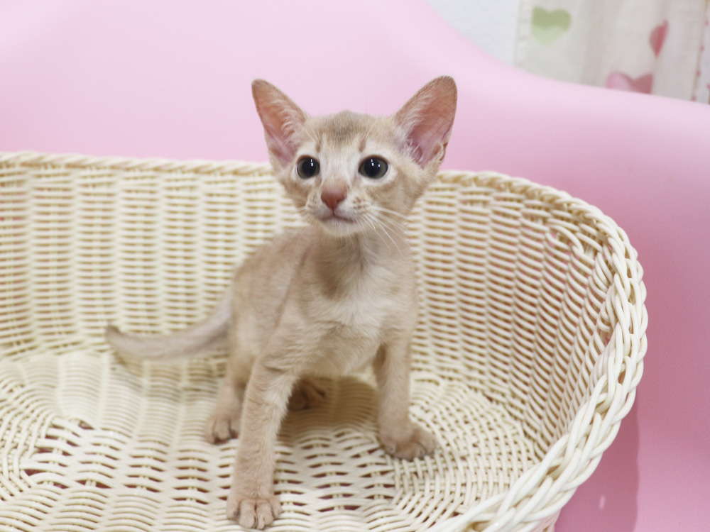 アビシニアンの子猫画像