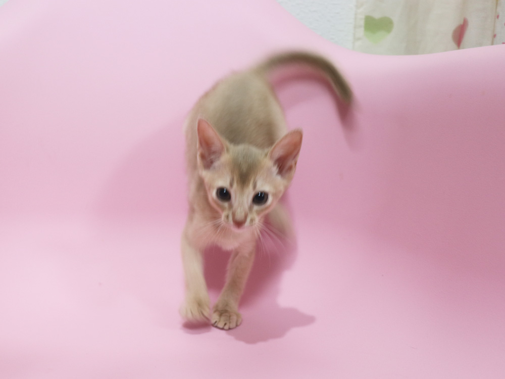 アビシニアンの子猫画像