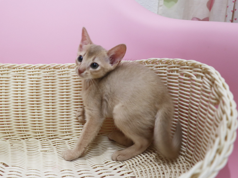 アビシニアンの子猫画像