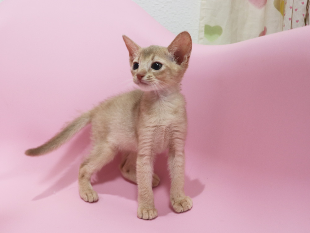 アビシニアンの子猫画像