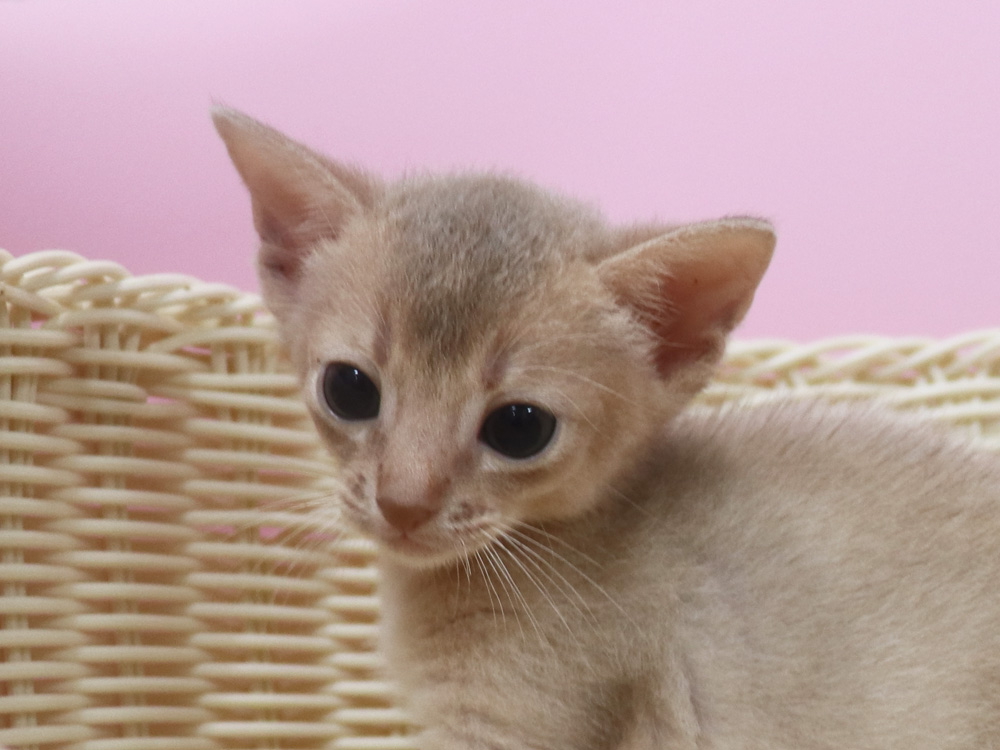 アビシニアンの子猫画像