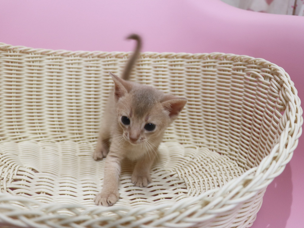 アビシニアンの子猫画像