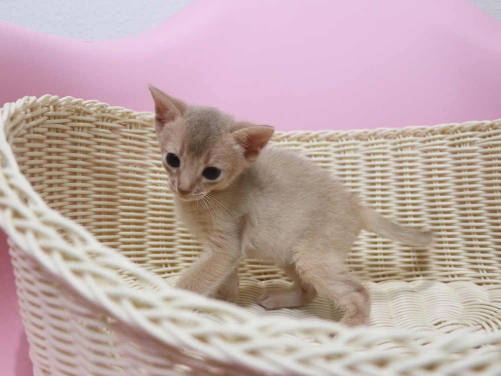 アビシニアンの子猫画像