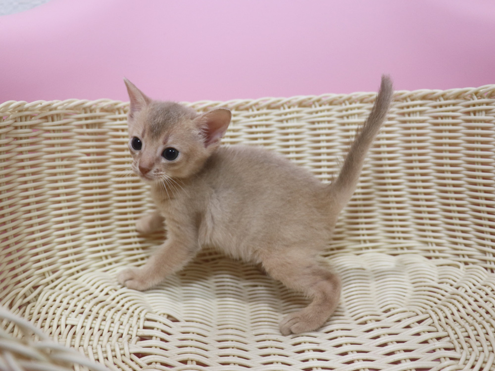 アビシニアンの子猫画像