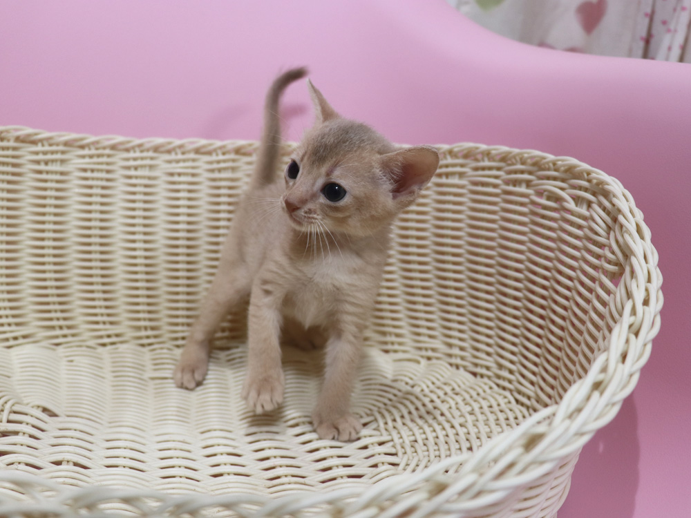 アビシニアンの子猫画像