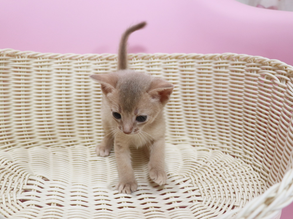 アビシニアンの子猫画像